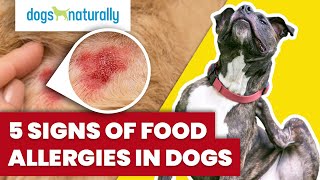 5 Signs Of Food Allergies In Dogs [upl. by Moncear]