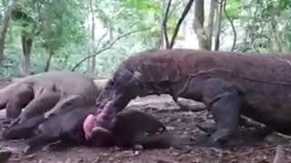 KOMODO DRAGONS EATS A WILD BOAR ALIVE [upl. by Anaibib417]