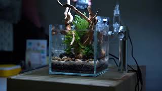 15 cm cube aquarium smallest tank I ever did [upl. by Hillegass]