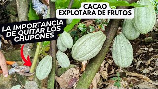 ¿POCA Producción en tu CACAO 🌱🍫 Quita los CHUPONES y Mira los RESULTADOS [upl. by Keldah]