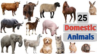 25 Domestic Animals Name  Domestic Animals Vocabulary  Domestic Animals Names for kids amp Toddlers [upl. by Airelav34]