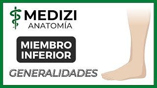 Anatomía de Miembro Inferior MMII  Generalidades NUEVA VERSIÓN [upl. by Azyl]