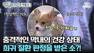 웰시코기 삼둥이 막내 소에게 무슨 일이 아픈 소가 앓고 있는 질환😥 행복하개 웰시코기 대중소 [upl. by Beryl]