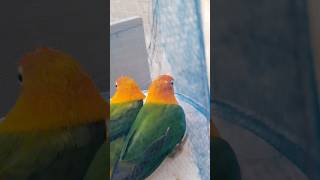 Love bird green opaline breeding pairbirds viralvideo lovebirds breeding cute viralshort [upl. by Nylirahs]