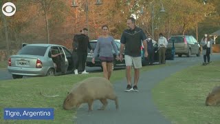 Hundreds of capybaras overrun neighborhood in Argentina [upl. by Miun]