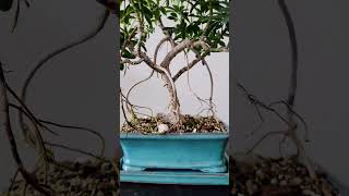 Schefflera Bonsai [upl. by Frohne]