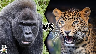 Gorilla vs Leopard – A Battle For Dominance [upl. by Leanora778]