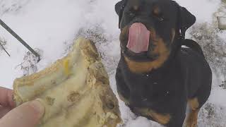 Rottweiler and homestead animals PART 3 [upl. by Arit]