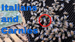 Italian Bees VS Carniolan Bees What we are doing and why I think [upl. by Petit404]