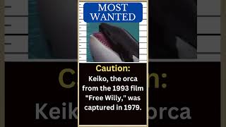 KEIKO  Free Willy Orca who was not so free in real life 🐋 [upl. by Joey519]