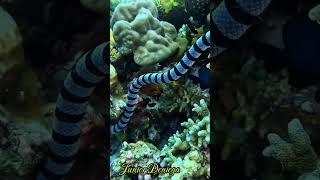 amazingcreaturebandedseakraitlaticaudacolubrinashortsscubavideographymoalboalcebu🇵🇭 [upl. by Grand462]