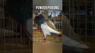 quotThe Peculiar Pouter Pigeon The New Favorite Pet of the Rich sleepydog labradoodles floof [upl. by Darell]