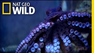 Cannibal Octopus  Nat Geo Wild [upl. by Eninnej]