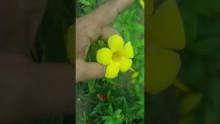 Yellow mandevilla plant beautiful flower youtubeshorts plant [upl. by Jarrod]