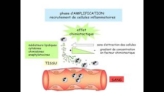 La réaction inflammatoire cours dimmunologie 2 [upl. by Dilisio]