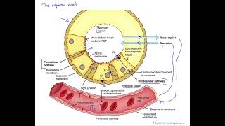 Pathways of reabsorption and secretion in the nephron [upl. by Zebaj]