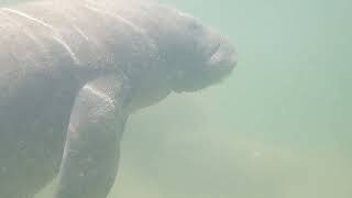 Manatees at Islamorada Fish Company [upl. by Florette692]