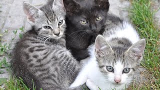 Cute Kittens Meowing Sounds  Kittens Crying Sound Effect  Kitten Noises  No Music [upl. by Ahsinrev]