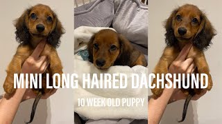 Meet My Miniature Long Haired Dachshund Puppy [upl. by Caitrin]