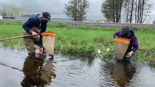 Sampling for benthic invertebrates in the Rideau Valley watershed [upl. by Adnerol]