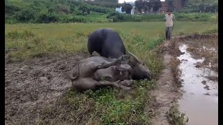 Buffaloes fight in the pasture  Buffalo Activity In The Plantation [upl. by Enrobyalc404]