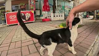 Street blackwhite cat allows itself to be petted and suddenly runs away Cats in nTurkey [upl. by Rafat]