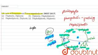 Life cycle of Ectocarpus and Fucus respectivley are [upl. by Ollie]