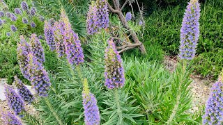 On Location Pride of Madeiras Blooming ECHIUM FASTUOSUM or ECHIUM CANDICANS Great water wise Plants [upl. by Lebyram955]