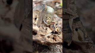 Big headed ants raiding West Indian Drywood termites [upl. by Ennairak]