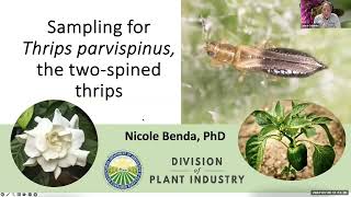 Special Pest Alert Thrips Parvispinus [upl. by Aniale]