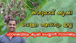 കശുമാവ് കൃഷി Cashew Nut Fruits Cashew Farming CASHEW NUT KRISHI Cashew Plantation kl06 farm [upl. by Couchman177]