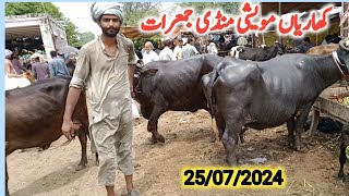 kharian maweshi mandi 25 jul 2024janwarmandi pkShazar Riaz official [upl. by Ahsieka]