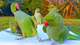 Parrots are Amazing Talking and Dancing [upl. by Allit]