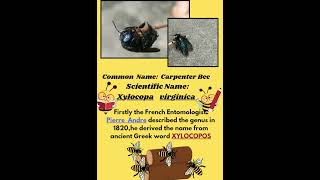 Carpenter Bee 🐝 Xylocopa Documentry INTERNATIONAL PATHSHALA PARIBAR GOVTREGD [upl. by Hanas]