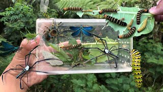 hunting insect in the wild‼️catch golden orb spider dragonfly poisonous caterpillar weaver spider [upl. by Publias]