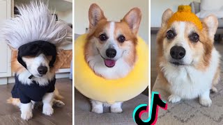 The Best Corgi Compilation On The Internet  Funny and Sassy Moments TofuCorgi [upl. by Narej502]