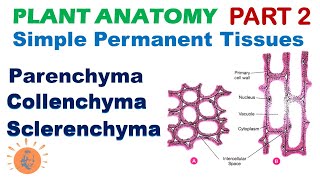 Plant Anatomy 2  Parenchyma  Collenchyma  Sclerenchyma  Simple Permanent Tissues [upl. by Ecirpac828]