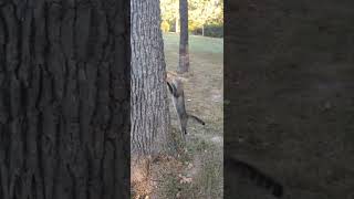 Chipmunk vs Cat Wellfed cat still has instinct to hunt [upl. by Hurless152]