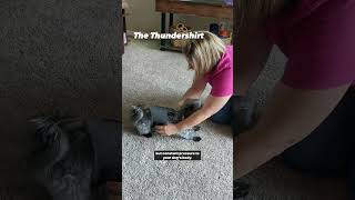 The Thundershirt for Dog Anxiety 😰❤️ pets doganxiety [upl. by Sension]