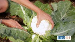 When to Harvest Cauliflower [upl. by Grane]