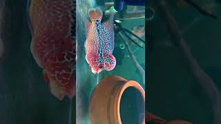 flowerhorn flowerhornfishtanksetup flowerhornfishbestfood [upl. by Holcomb]