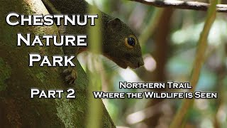 Singapore ChestNut Nature Park  Part 2  Squirrels  Northern Trail [upl. by Loutitia]