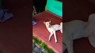 Cute Dog 🐕 😍 youtubeshorts [upl. by Isiah]