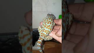 Gecko tokay tokek [upl. by Ahcurb]