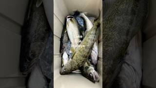 walleye fishing on Lake Erie walleyefishing takemefishing fishing [upl. by Assira]