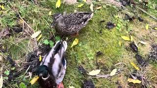 In bergen you can handfeeding birds only a few Places norway ducks swans and Wonderful sounds [upl. by Tadashi708]