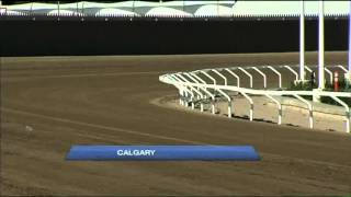 Calls for End to Chuckwagon Races [upl. by Faletti]