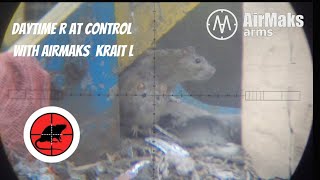 RATTING WITH AIR RIFLE  THE BEST DAYTIME RATTING VIDEO ON YOUTUBE [upl. by Aliekahs]