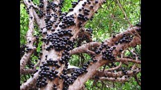 Herbier Numérique Jaboticaba  Plinia cauliflora [upl. by Khai]