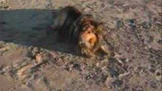 Rough Collie and Shetland Sheepdog playing at beach [upl. by Enywtna875]